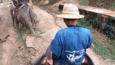 Elephant riding in Thailand with teen couple who had sex afterwards